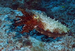 Raja Ampat 2016 - Sepia latimanus - Broadclub cuttlefish - Seiche - IMG_4257_rc
